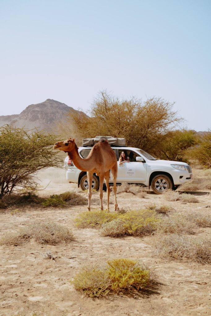 Voiture et chameau lors d'un roadtrip à Oman