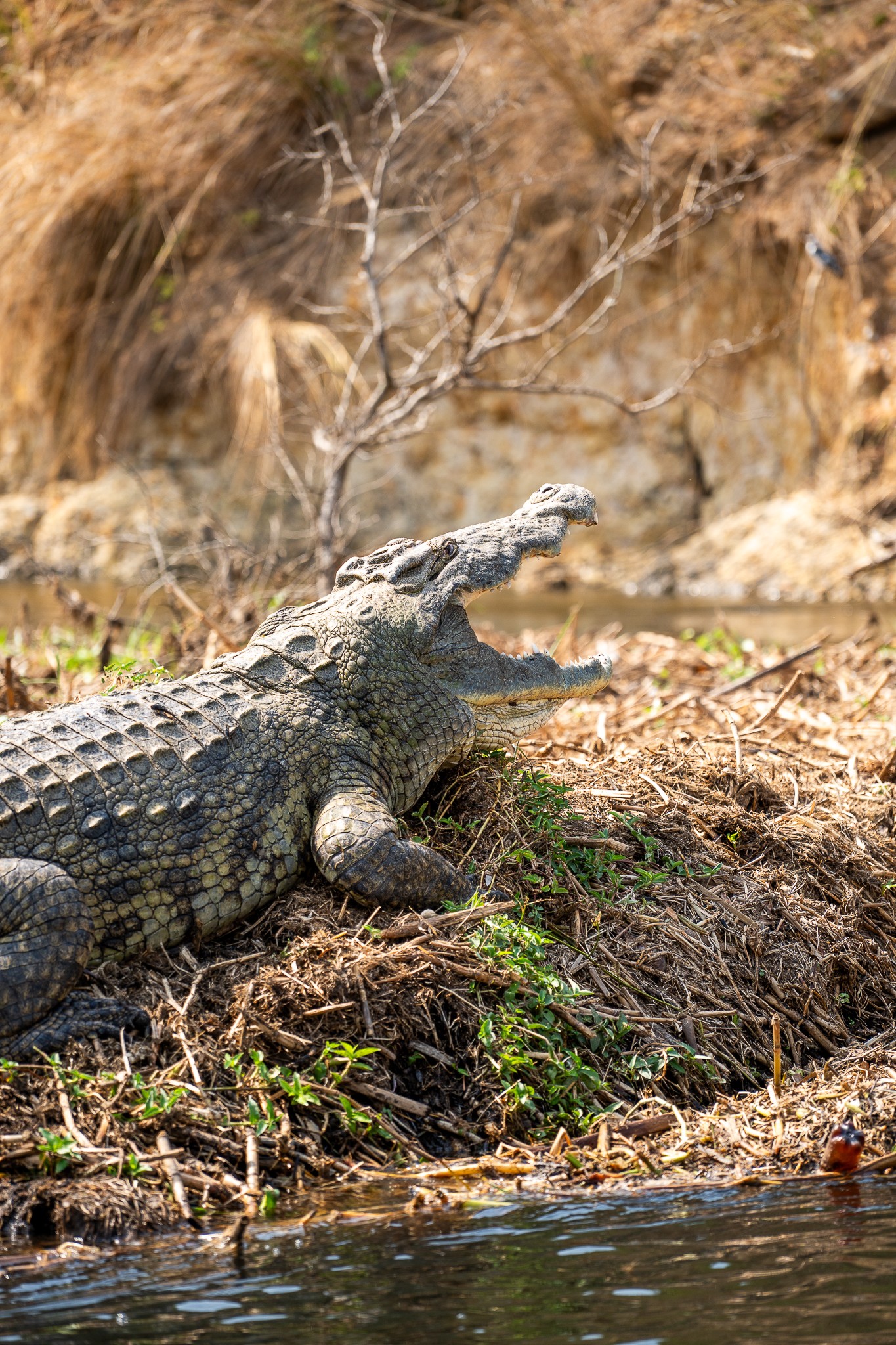 crocodile ouganda