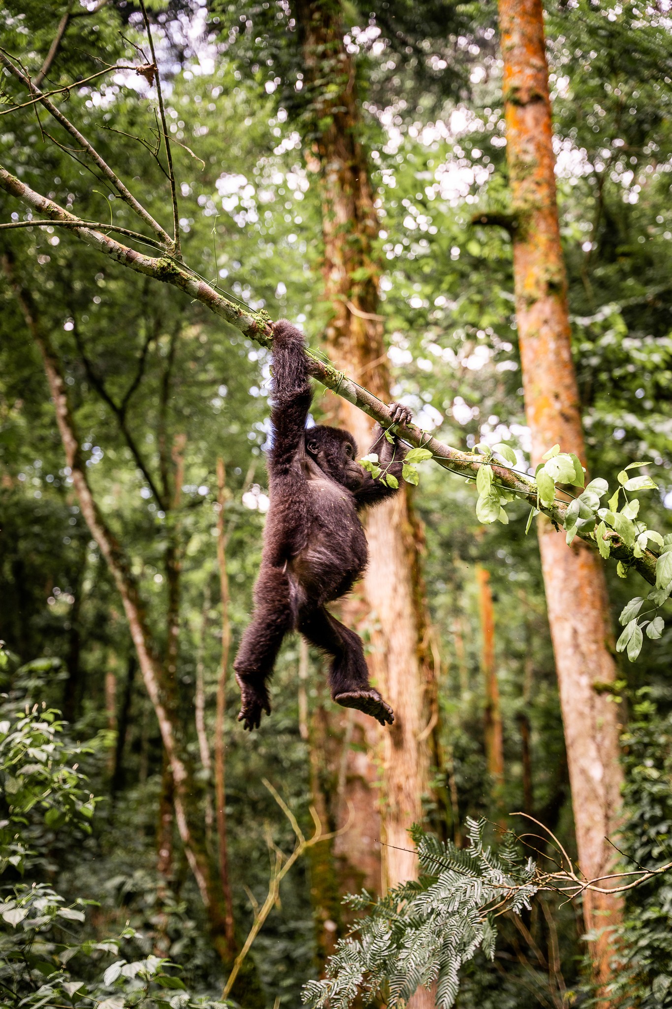 gorille pendu à une branche ouganda