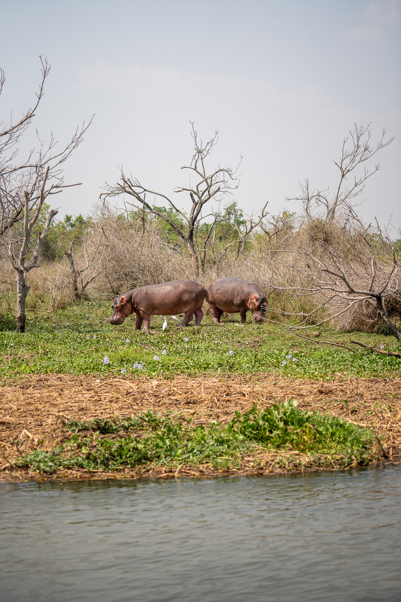 hippopotames sur une berge ouganda