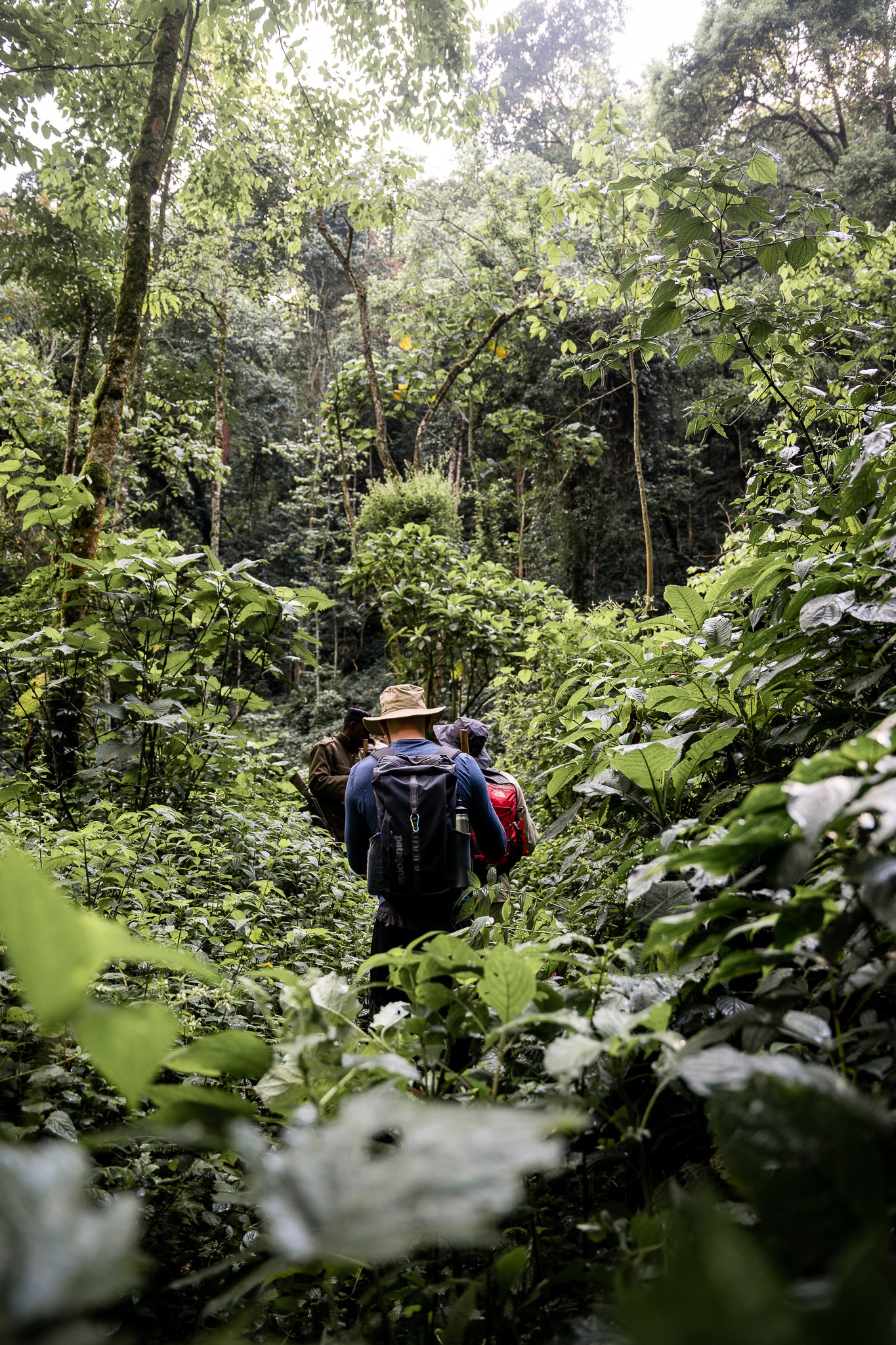 groupe explorant la jungle ouganda